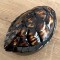 Tortoise Shell Box